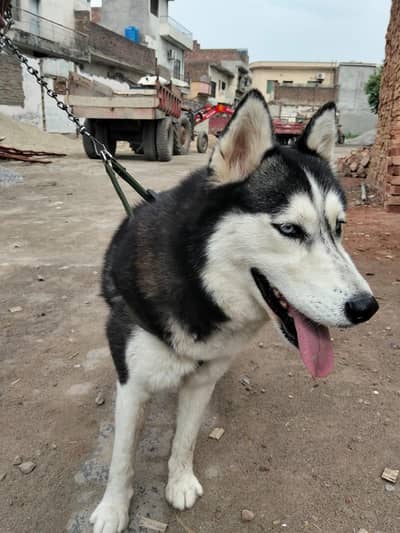 Husky dog