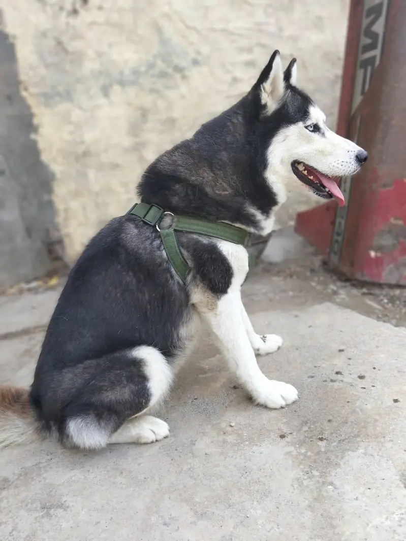 Husky dog — photo 2