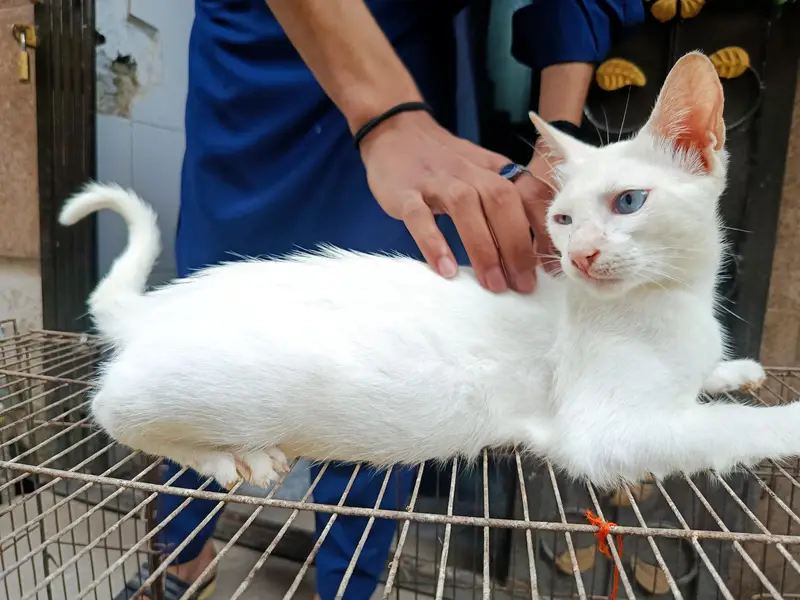 Italian Kitten — photo 2