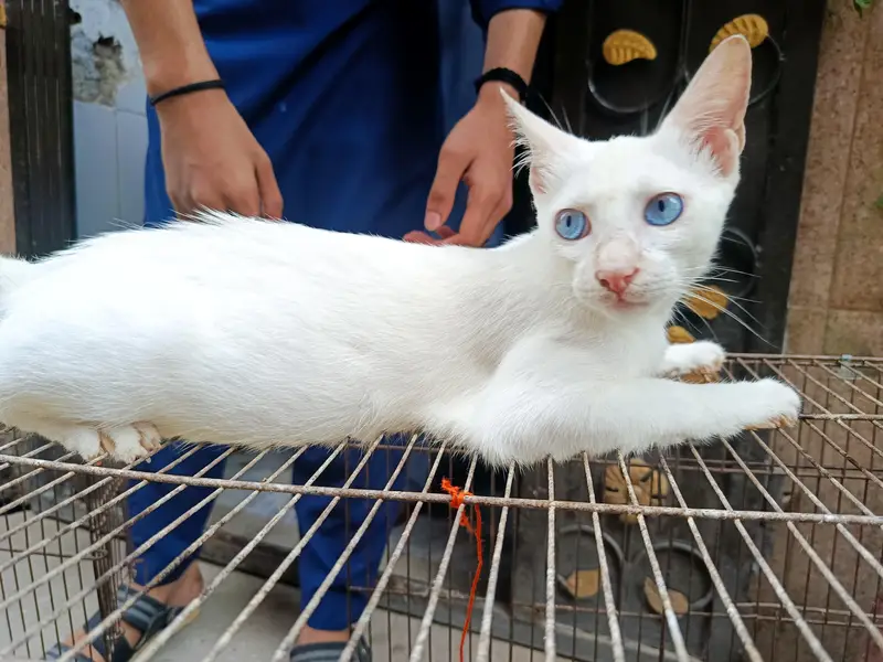 Italian Kitten — photo 3