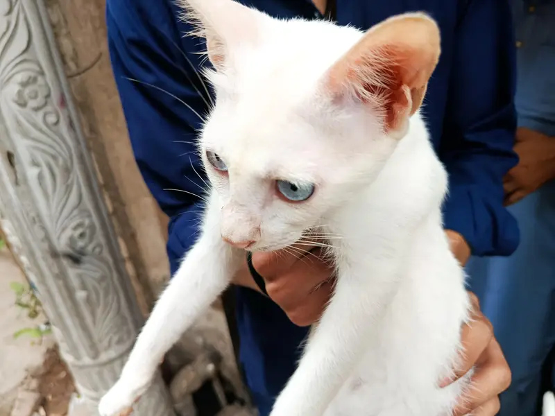 Italian Kitten — photo 4