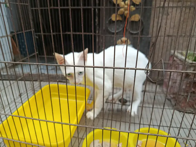 Italian Kitten — photo 5