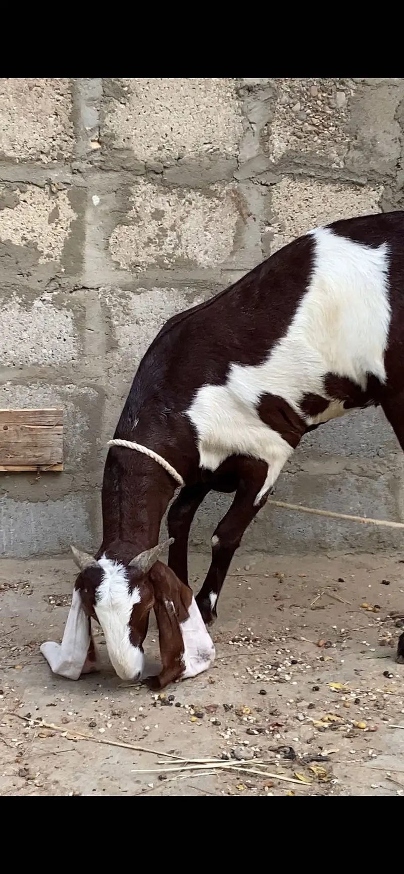 Gulabi abluk bakri 3.5 month ki gabban — photo 2