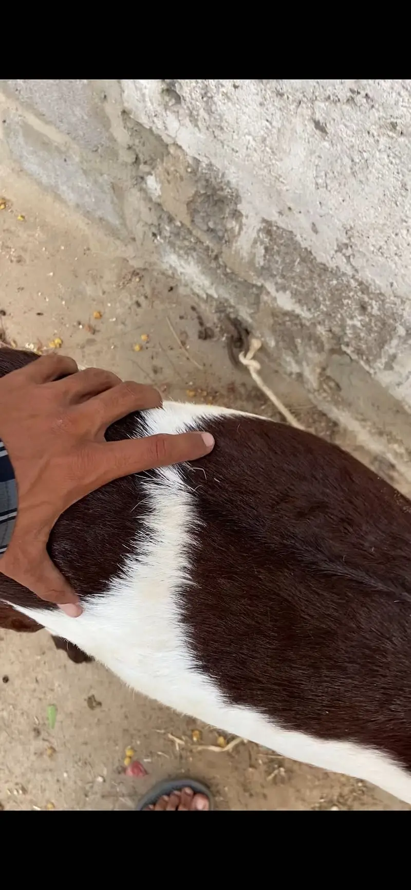 Gulabi abluk bakri 3.5 month ki gabban — photo 3