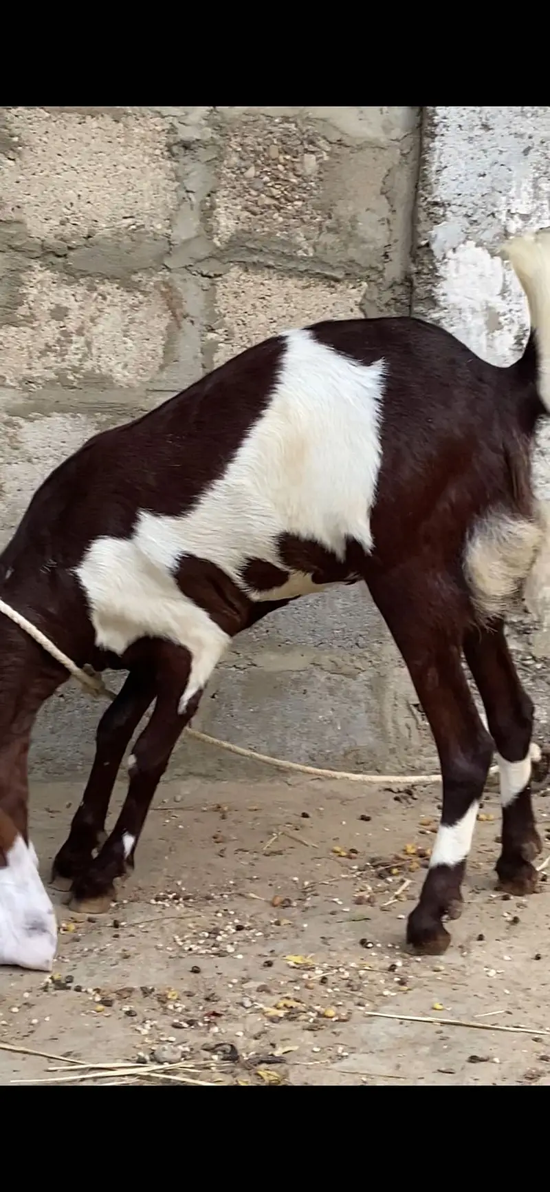 Gulabi abluk bakri 3.5 month ki gabban — photo 4