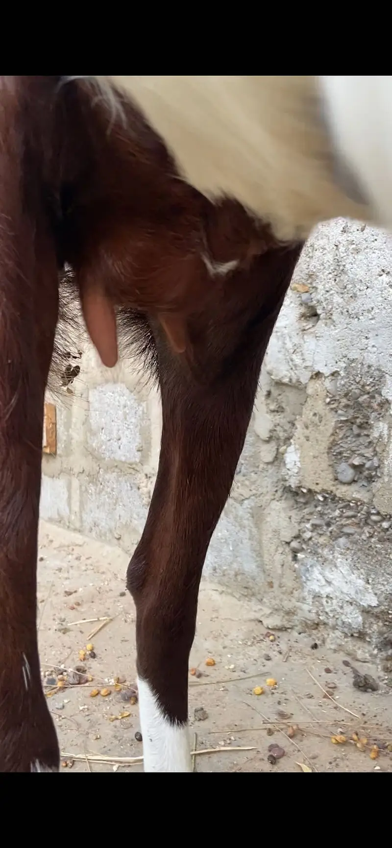 Gulabi abluk bakri 3.5 month ki gabban — photo 5