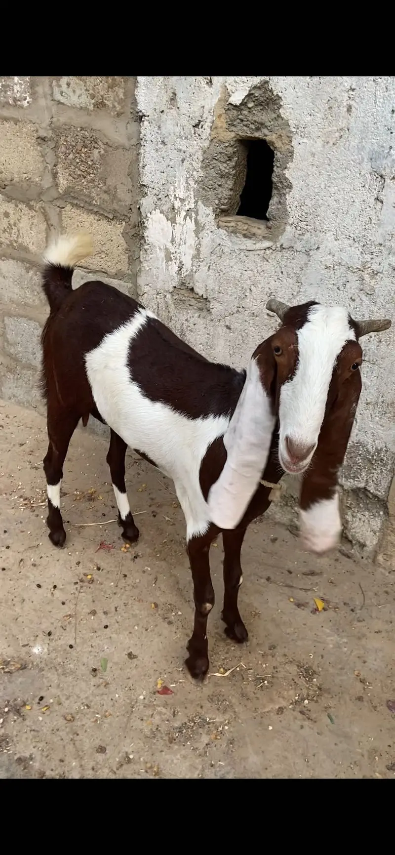 Gulabi abluk bakri 3.5 month ki gabban — photo 6