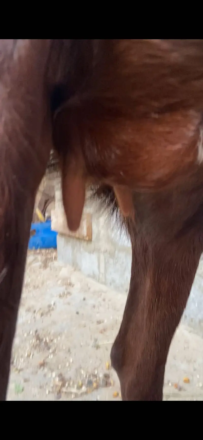 Gulabi abluk bakri 3.5 month ki gabban — photo 7