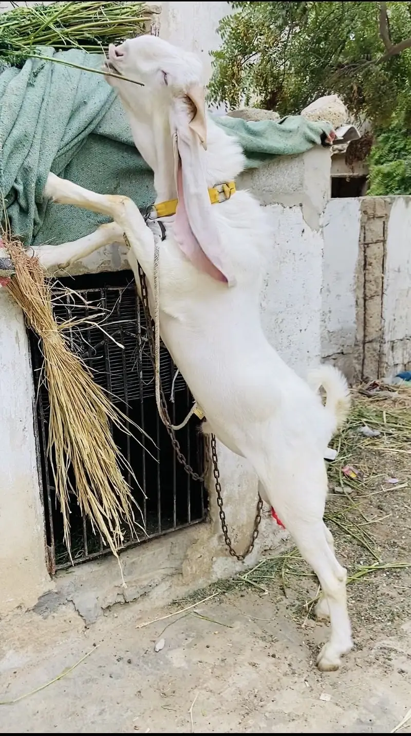 Gulabi abluk bakri 3.5 month ki gabban — photo 8
