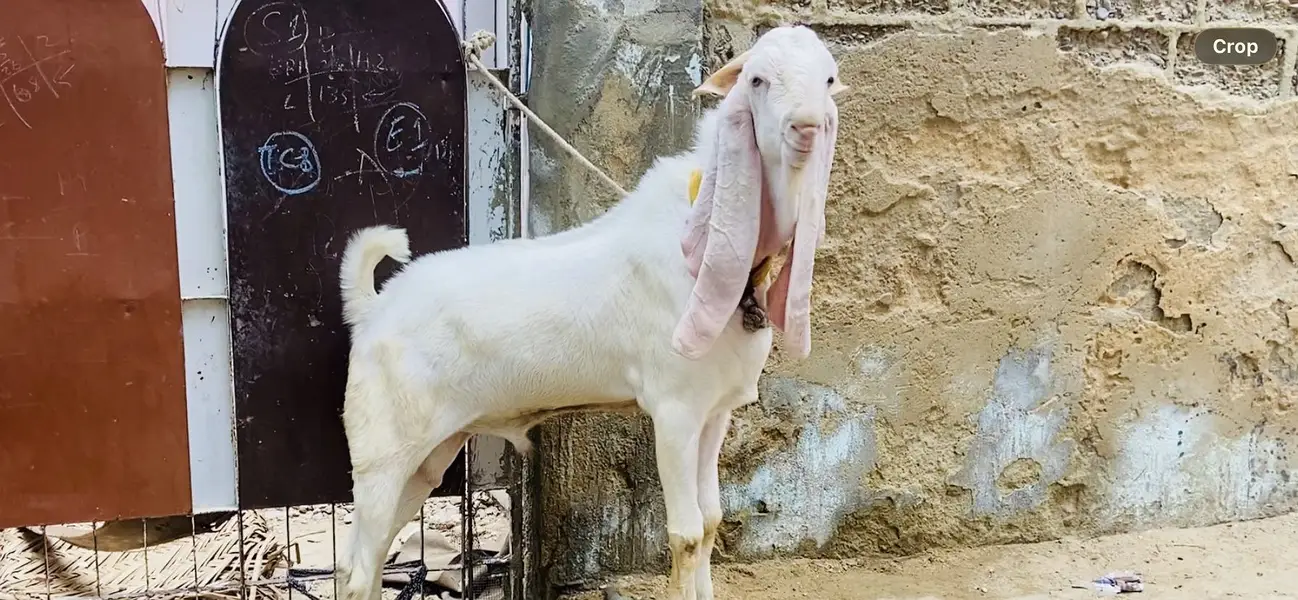 Gulabi abluk bakri 3.5 month ki gabban — photo 9