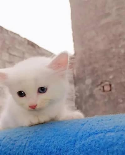 Kitten