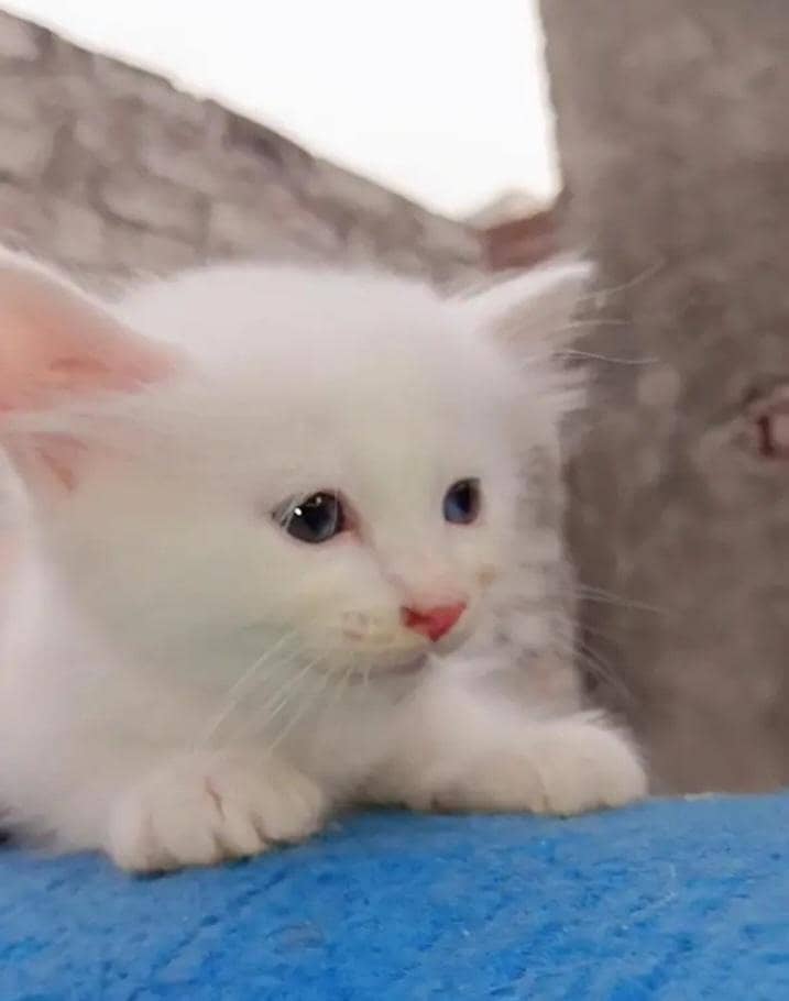 Kitten 1