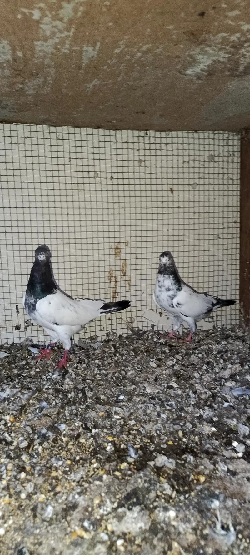 Teddy joray for sale — photo 12