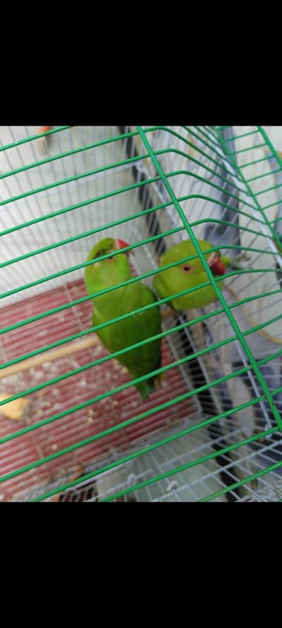 home parrot