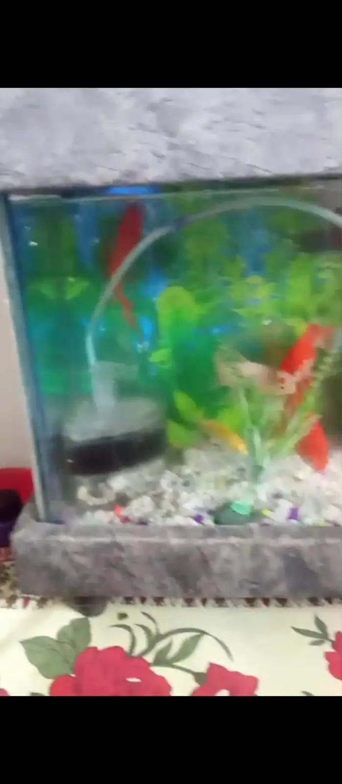 Fish Aquarium up for sale brand new — photo 2