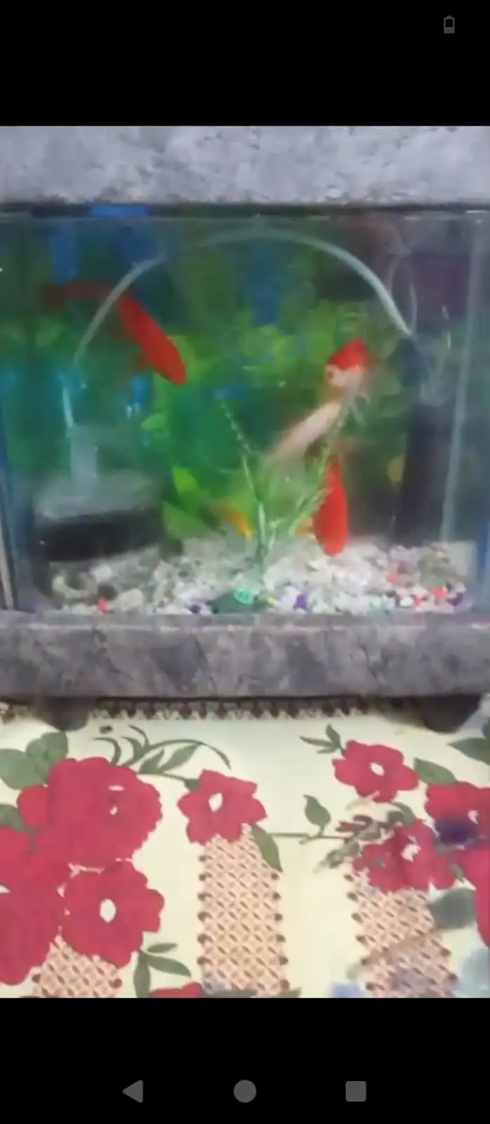 Fish Aquarium up for sale brand new — photo 3