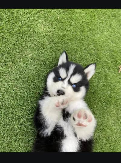 Siberian husky puppies 92@3139363417