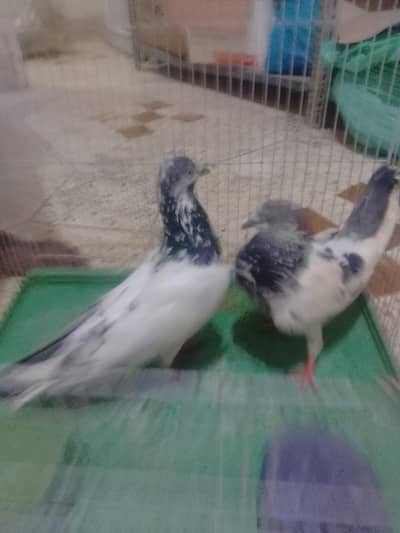 Active Ha pigeons