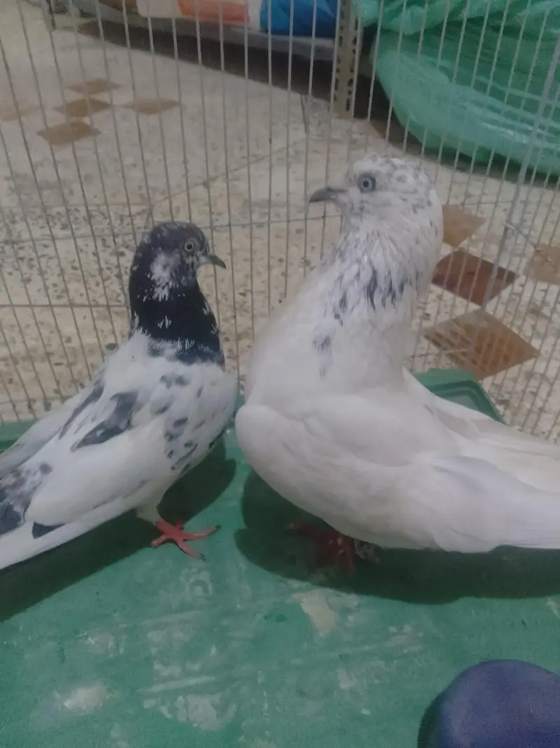 Active Ha pigeons — photo 2