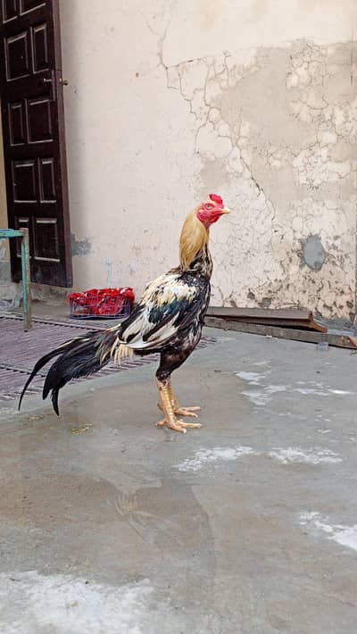 top quality miawali jawa