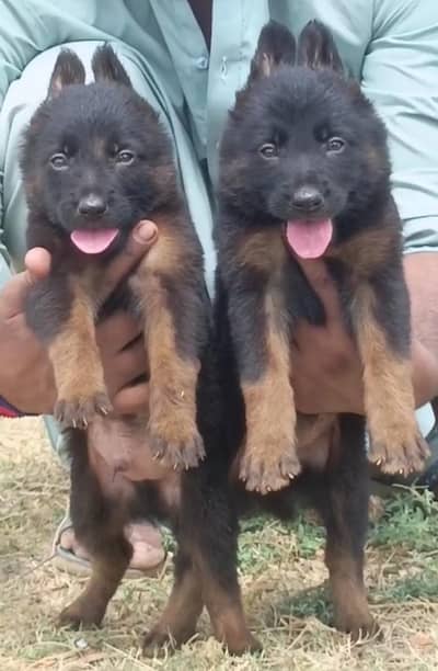 German Shepherd double coat Jodi 2 month for sale