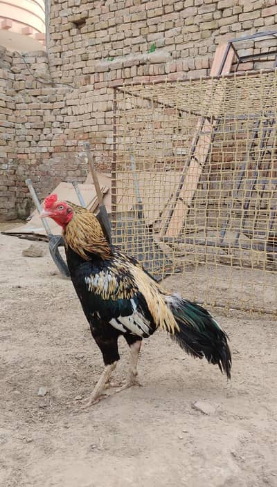 murga
