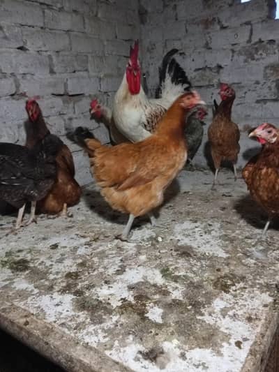 dasi female 10 or 2 male red male 2500 white male 4000 female egg da r