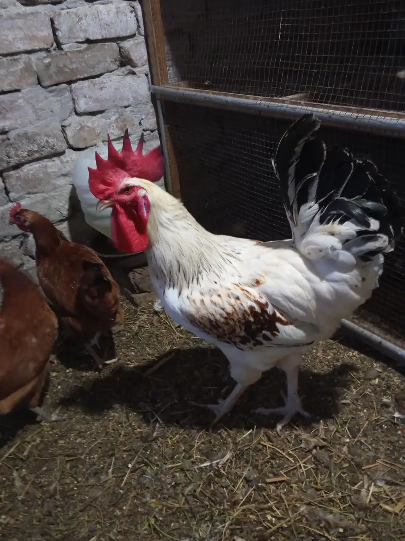 dasi female 10 or 2 male red male 2500 white male 4000 female egg da r — photo 2