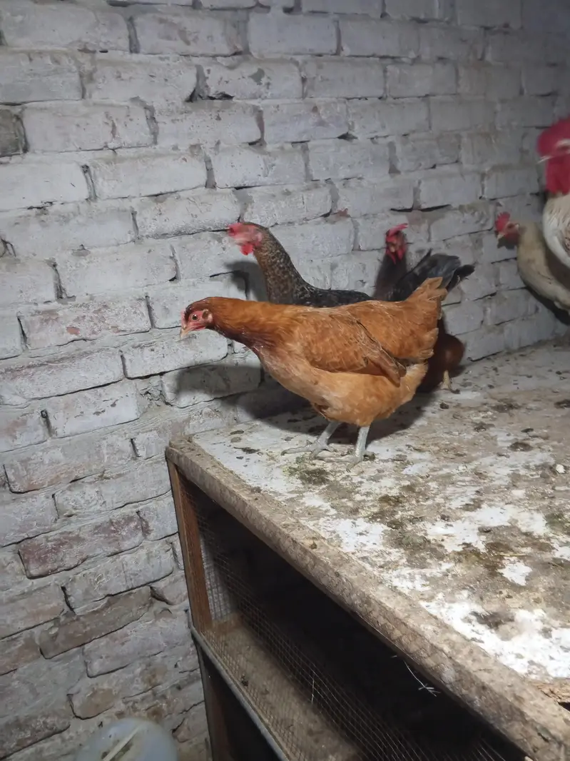 dasi female 10 or 2 male red male 2500 white male 4000 female egg da r — photo 3