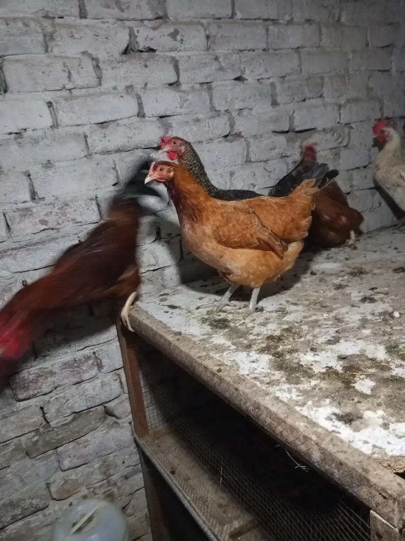 dasi female 10 or 2 male red male 2500 white male 4000 female egg da r — photo 4
