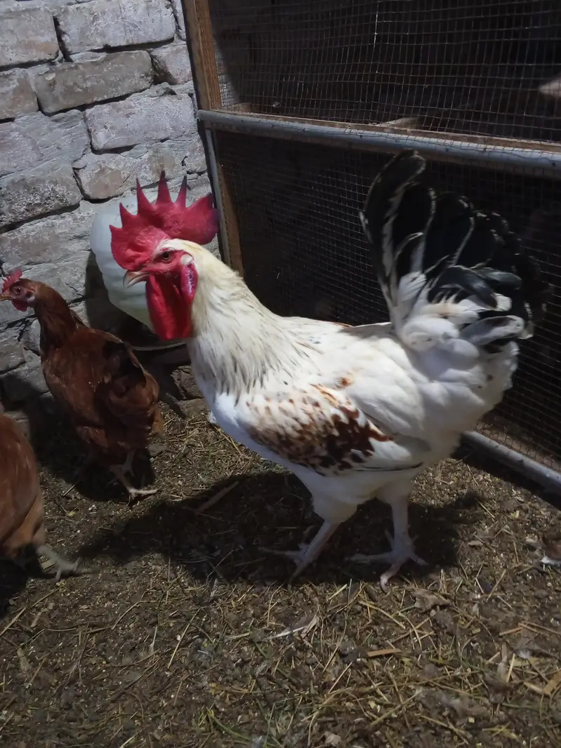 dasi female 10 or 2 male red male 2500 white male 4000 female egg da r — photo 5