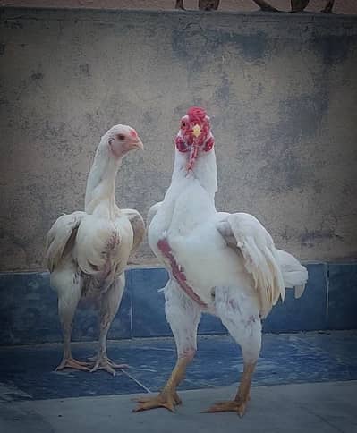 pure high quality ko shamo only for RS 25k