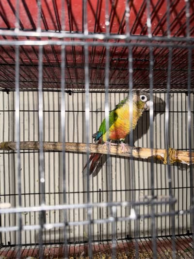 yellow sided conures