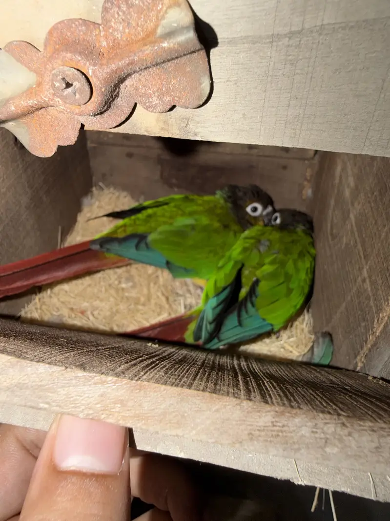 yellow sided conures — photo 2
