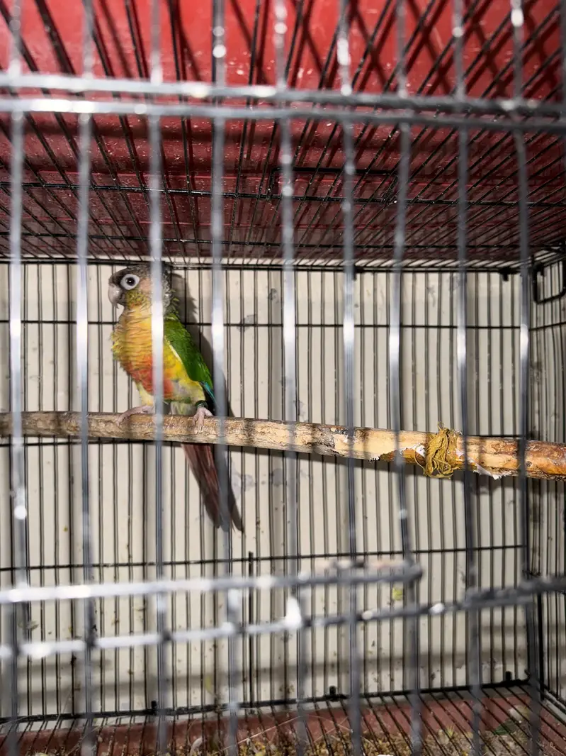 yellow sided conures — photo 3