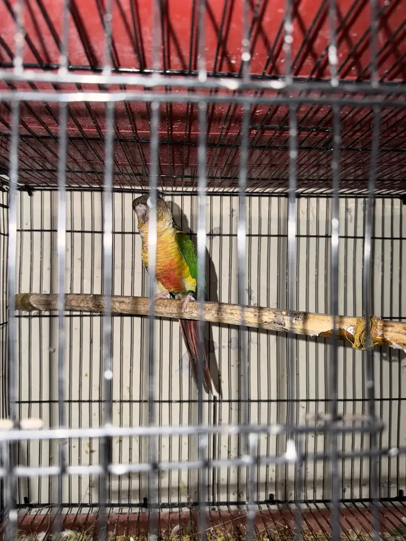 yellow sided conures — photo 4