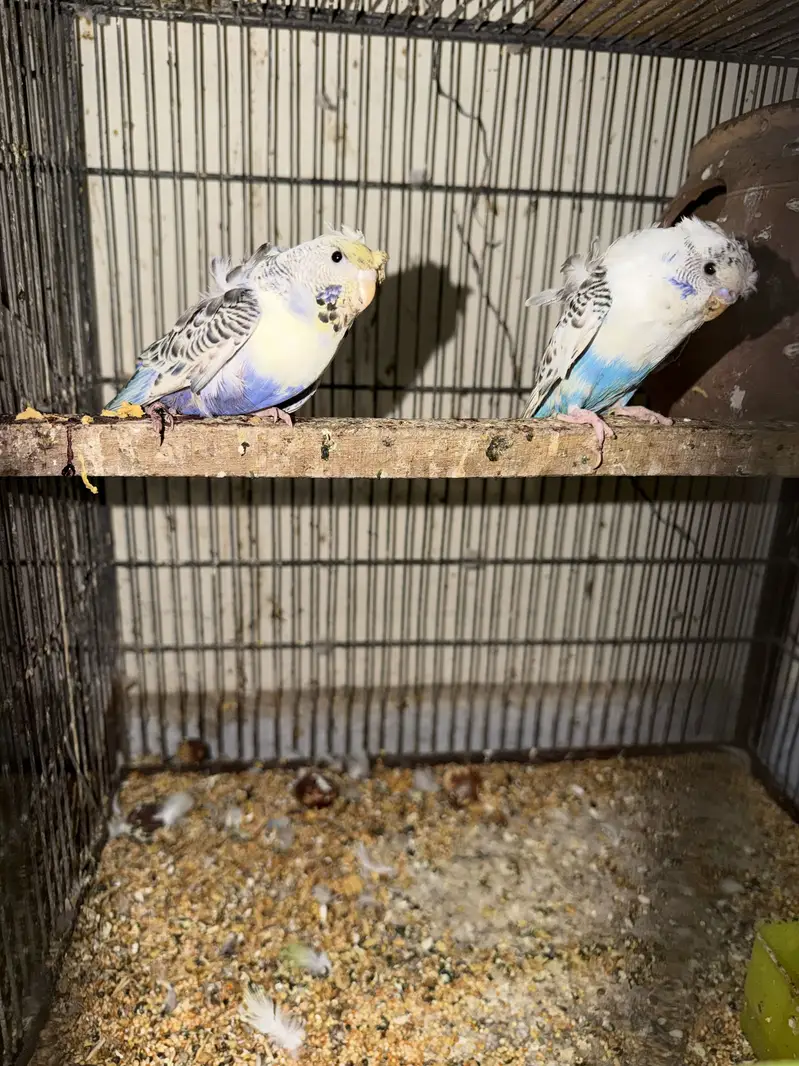 yellow sided conures — photo 5