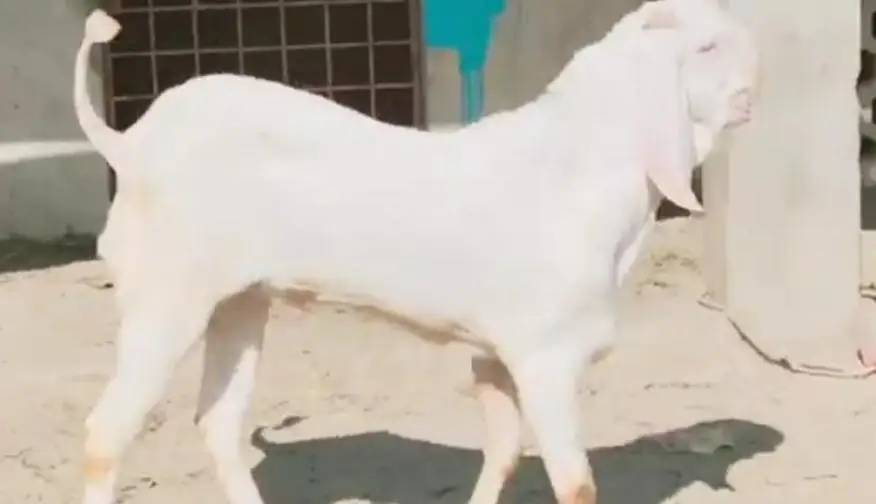 desi Bakra for sale/03364988962 — photo 3