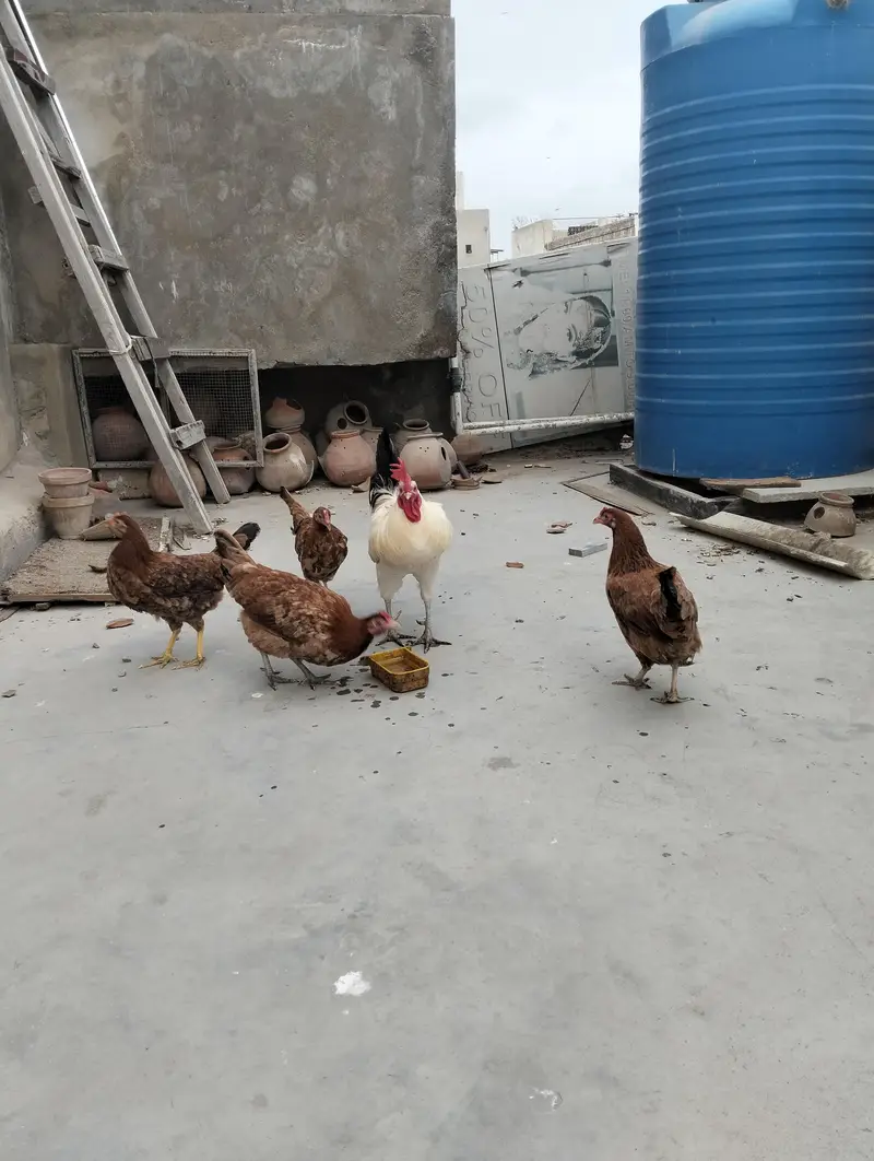 1 mirgha, 4 murghi — photo 2