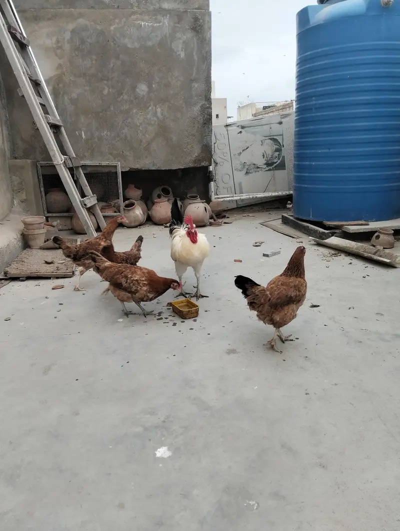1 mirgha, 4 murghi — photo 3