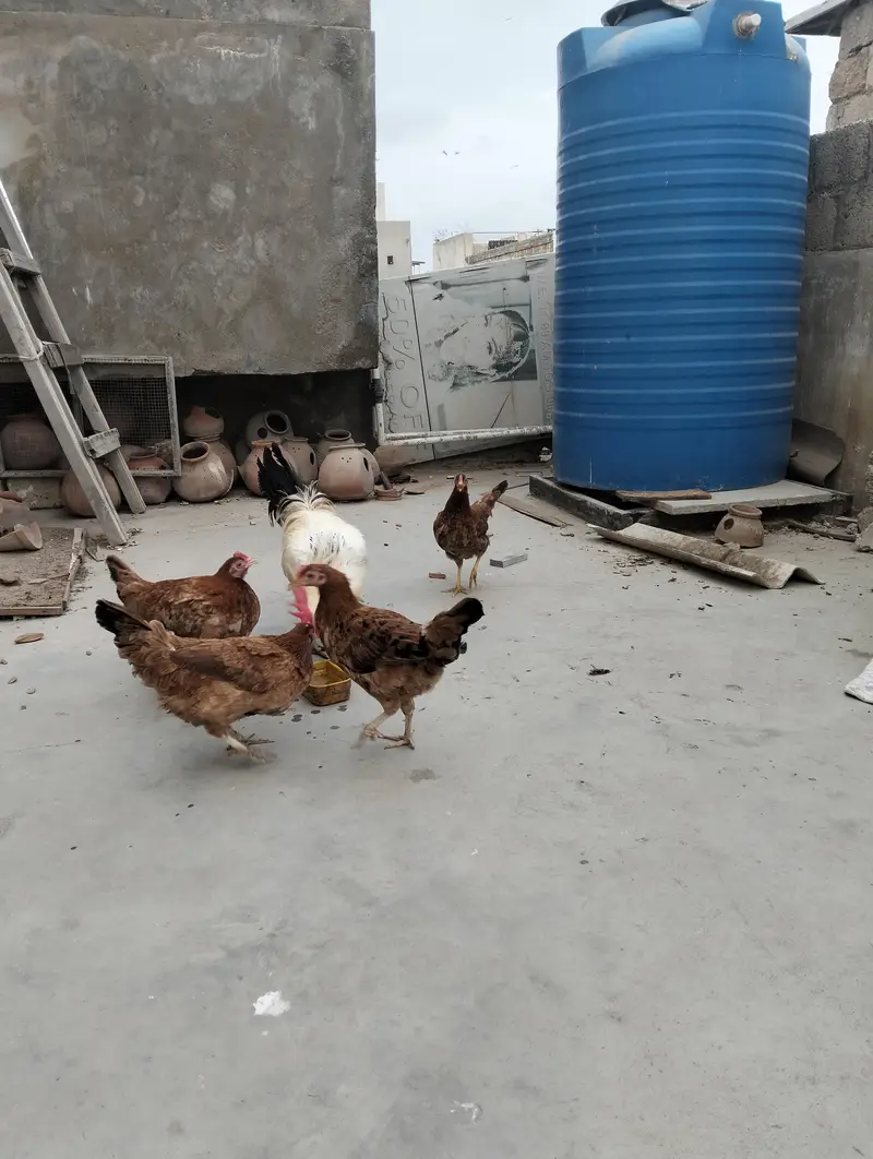 1 mirgha, 4 murghi — photo 5