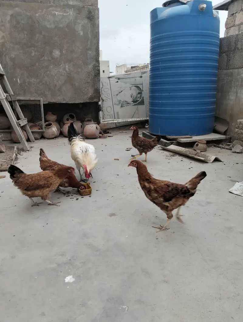 1 mirgha, 4 murghi — photo 6