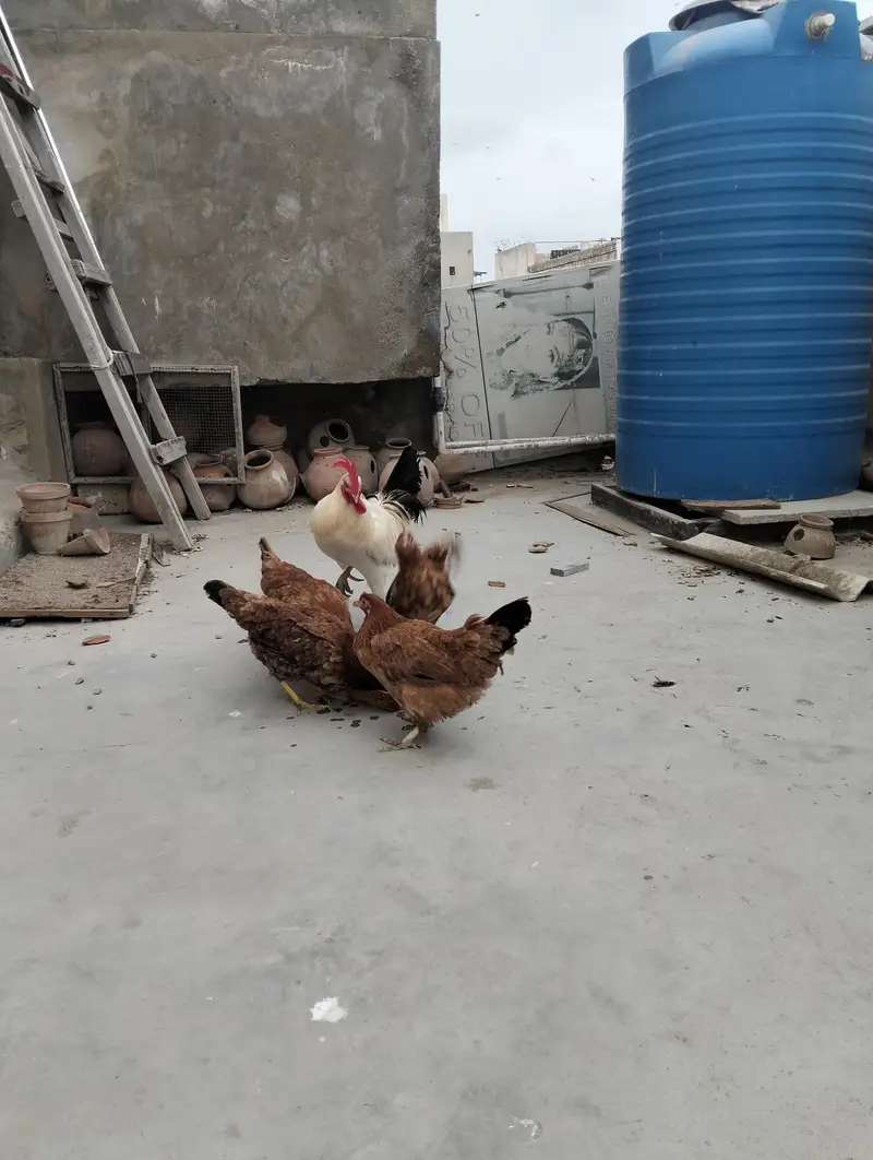 1 mirgha, 4 murghi — photo 7