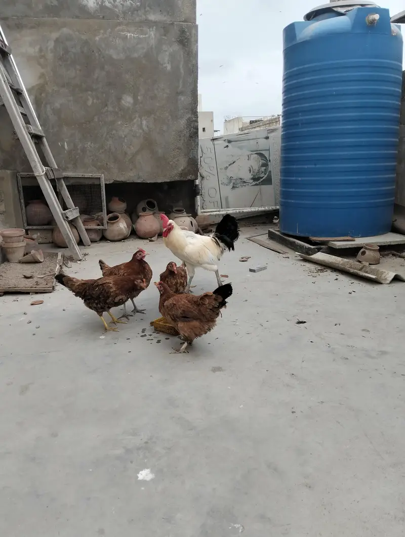 1 mirgha, 4 murghi — photo 8