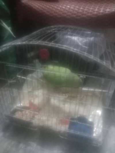 green parrot