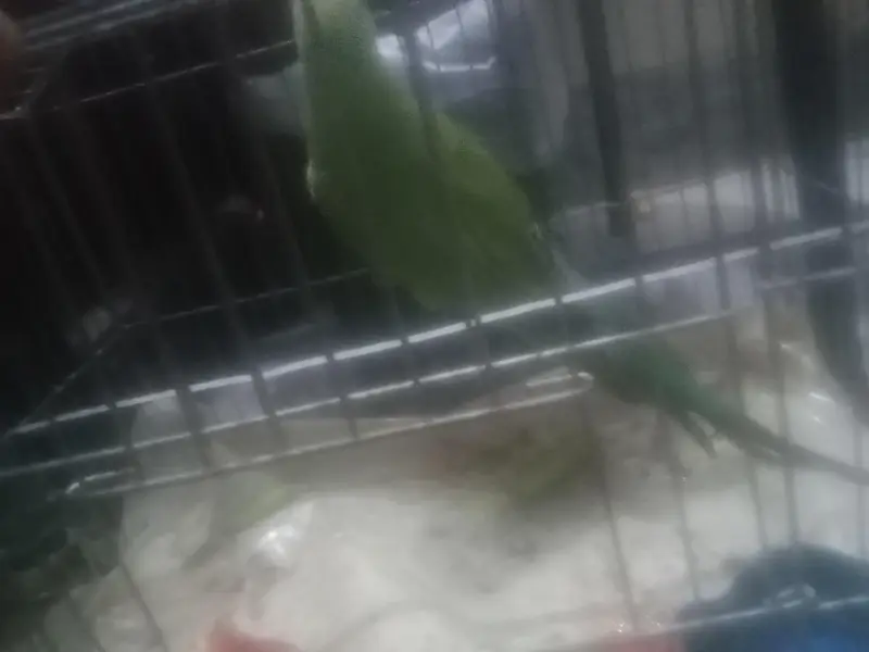 green parrot — photo 2