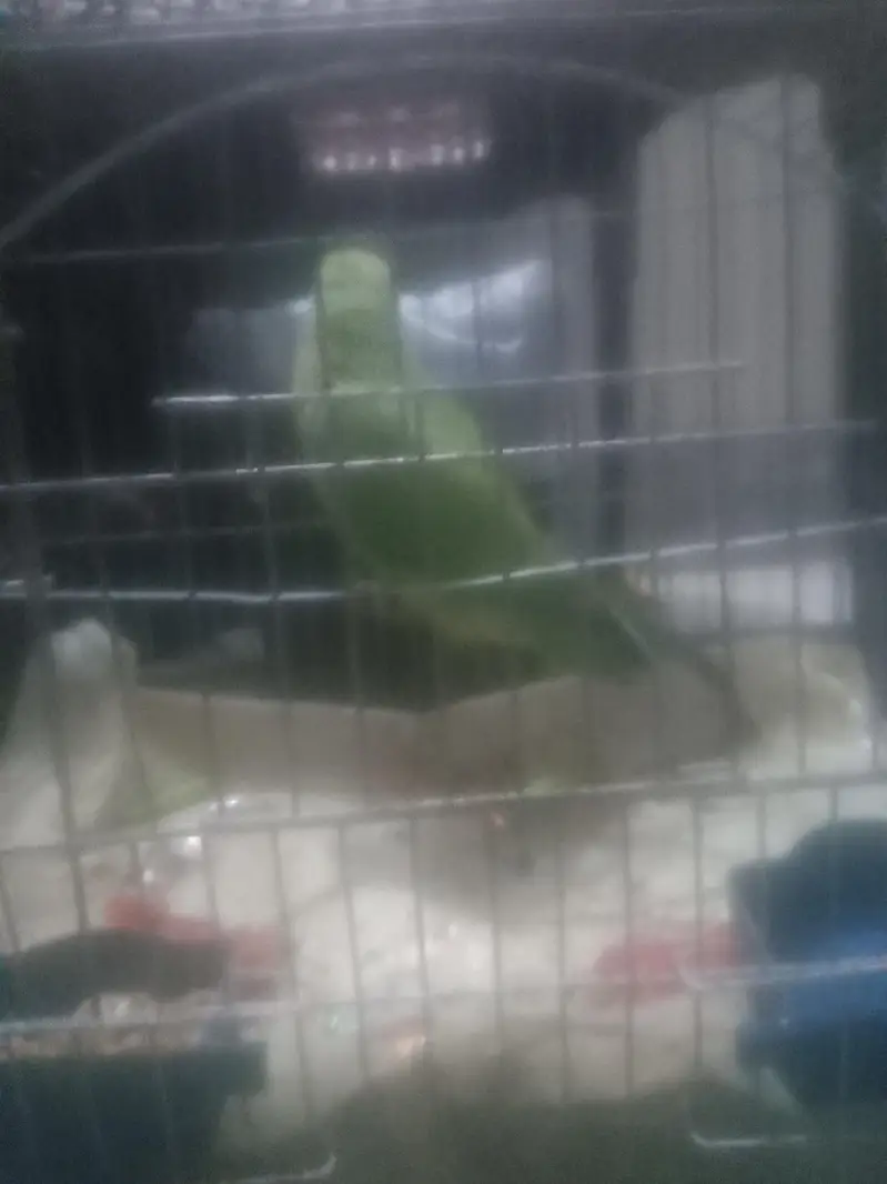 green parrot — photo 3