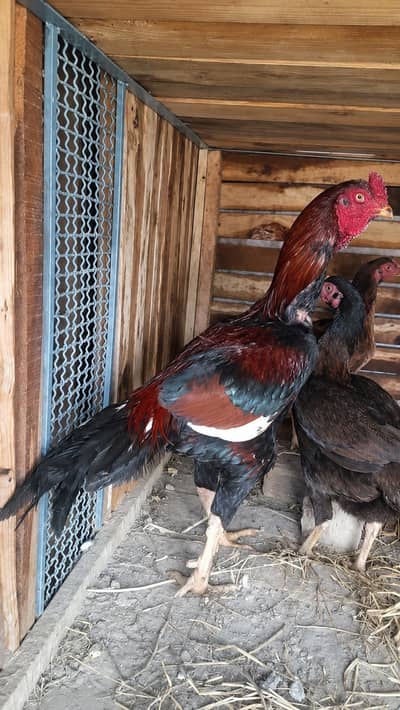 ASEEL CHICKS PURE no 0/3/2/4/4/7/4/8/7/5/5