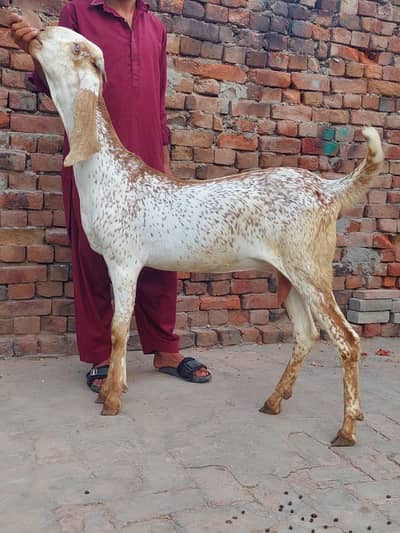 Makhi chena Breeder/Breeder Male
