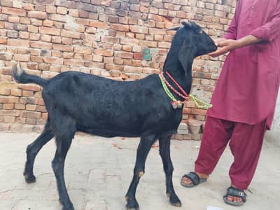 balck bettel Female Confirm crossed ha achy Breeder sa